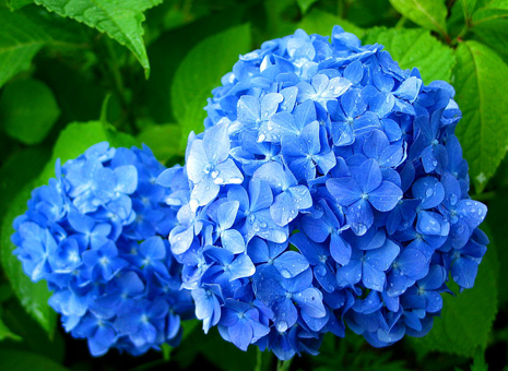 Hydrangea macrophylla var